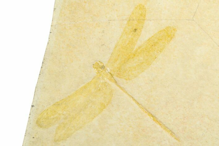 Detailed Fossil Dragonfly - Solnhofen #377595
